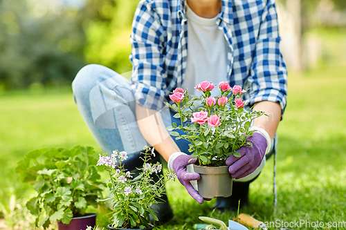 Image of woman planting rose flowers at summer garden