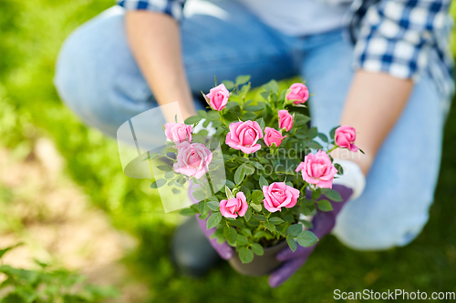 Image of woman planting rose flowers at summer garden