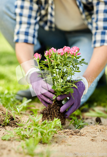 Image of woman planting rose flowers at summer garden