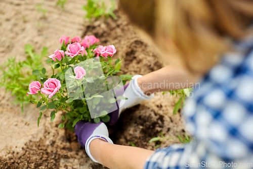 Image of woman planting rose flowers at summer garden