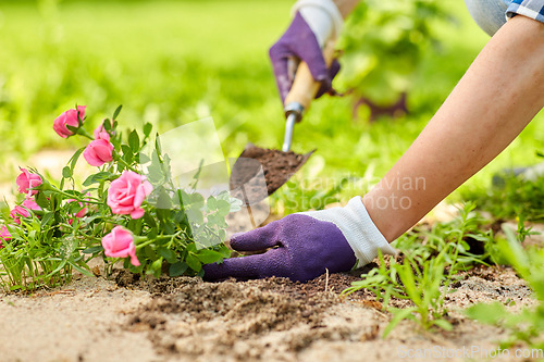 Image of woman planting rose flowers at summer garden