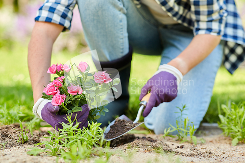 Image of woman planting rose flowers at summer garden