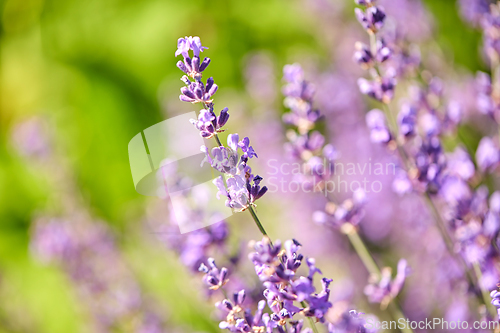 Image of beautiful lavender flowers in summer garden