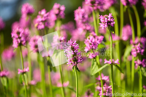 Image of beautiful field flowers blooming in summer garden