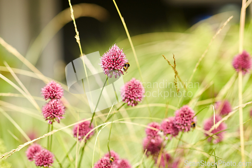 Image of bee pollinating flowers blooming in summer garden