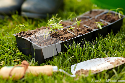 Image of seedlings in starter pots tray with soil at garden