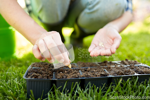 Image of woman planting flower seeds to pots tray with soil