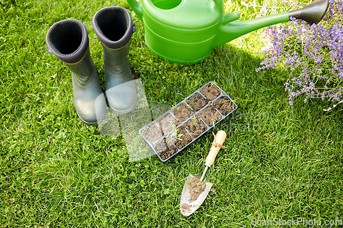 Image of seedlings in starter pots tray with soil at garden