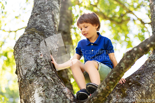 Image of happy little boy climbing tree at park