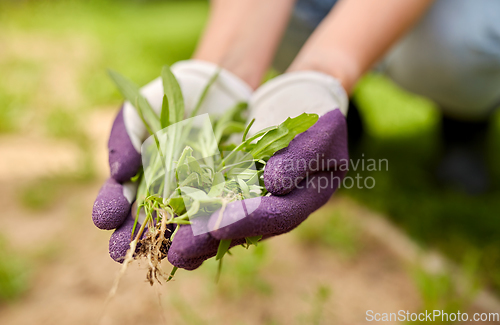 Image of woman weeding flowerbed at summer garden