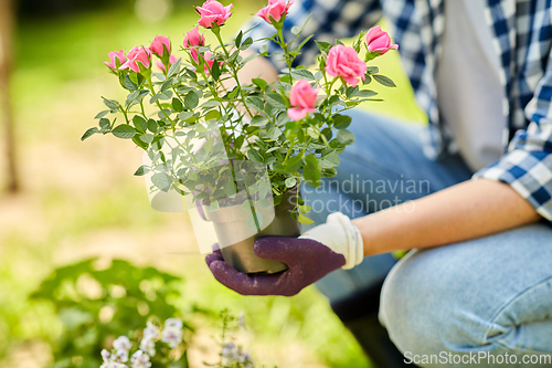 Image of woman planting rose flowers at summer garden