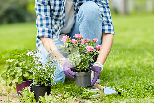 Image of woman planting rose flowers at summer garden