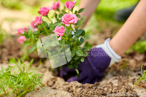 Image of woman planting rose flowers at summer garden