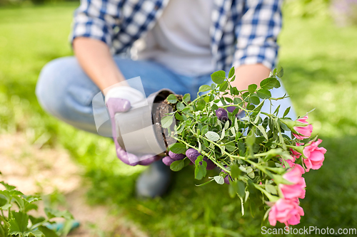 Image of woman planting rose flowers at summer garden