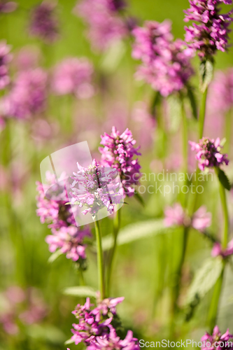 Image of beautiful field flowers blooming in summer garden