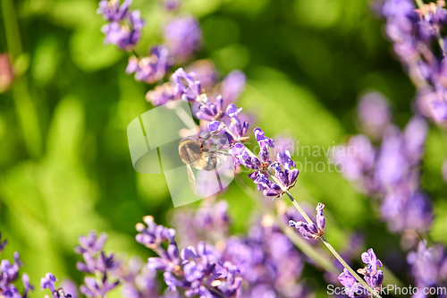 Image of bee pollinating lavender flowers in summer garden