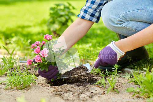 Image of woman planting rose flowers at summer garden