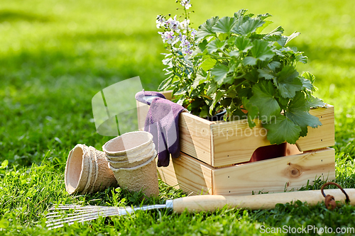 Image of garden tools and flowers in wooden box at summer