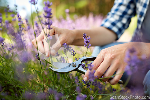 Image of woman with picking lavender flowers in garden