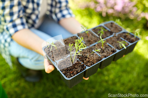 Image of woman holding pots tray with seedlings at garden