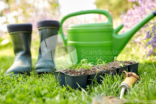 Image of seedlings in starter pots tray with soil at garden