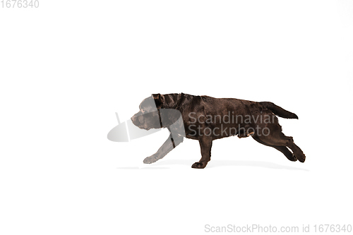 Image of The brown, chocolate labrador retriever playing on white studio background