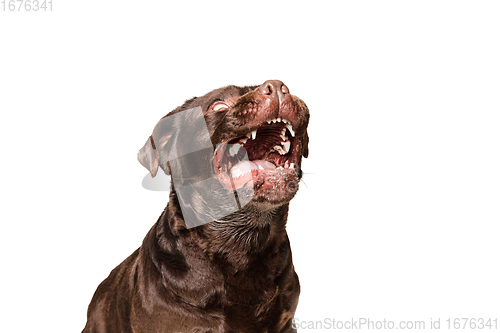 Image of The brown, chocolate labrador retriever playing on white studio background