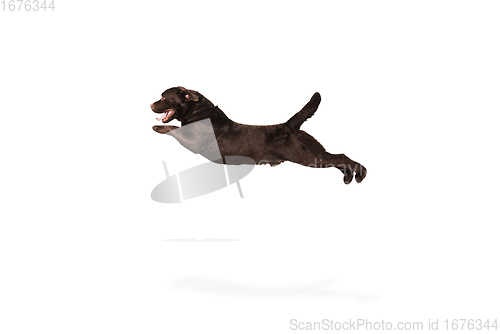 Image of The brown, chocolate labrador retriever playing on white studio background