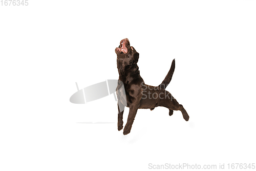 Image of The brown, chocolate labrador retriever playing on white studio background