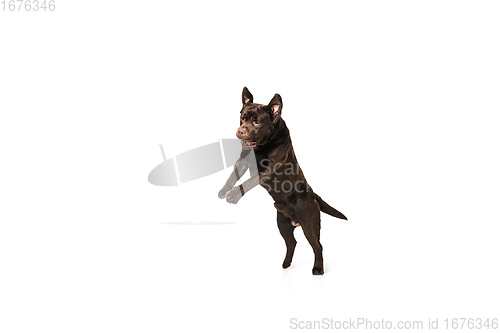 Image of The brown, chocolate labrador retriever playing on white studio background