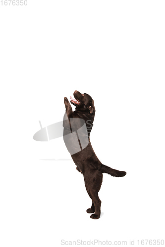 Image of The brown, chocolate labrador retriever playing on white studio background