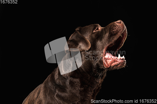 Image of The brown, chocolate labrador retriever playing on black studio background