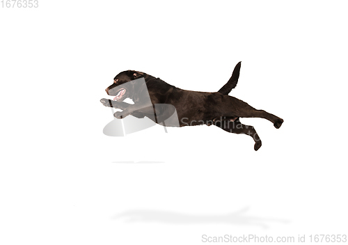 Image of The brown, chocolate labrador retriever playing on white studio background