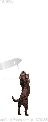 Image of The brown, chocolate labrador retriever playing on white studio background