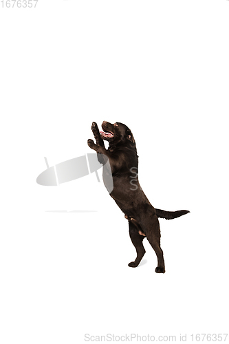 Image of The brown, chocolate labrador retriever playing on white studio background