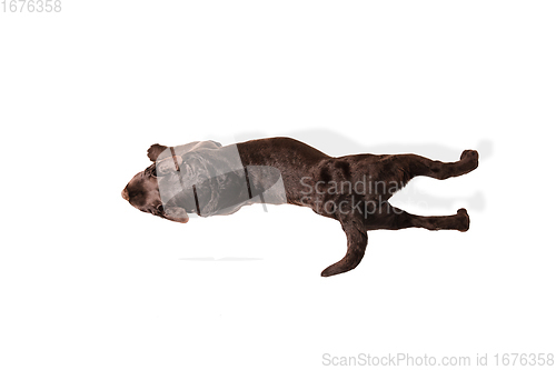 Image of The brown, chocolate labrador retriever playing on white studio background