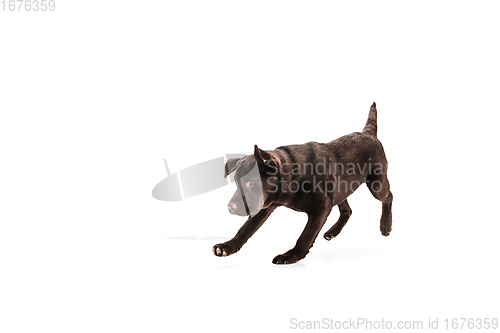 Image of The brown, chocolate labrador retriever playing on white studio background