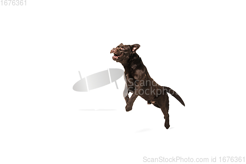 Image of The brown, chocolate labrador retriever playing on white studio background