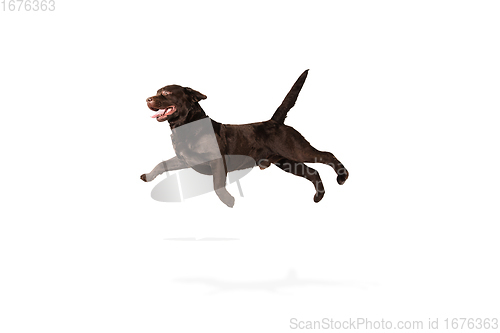 Image of The brown, chocolate labrador retriever playing on white studio background