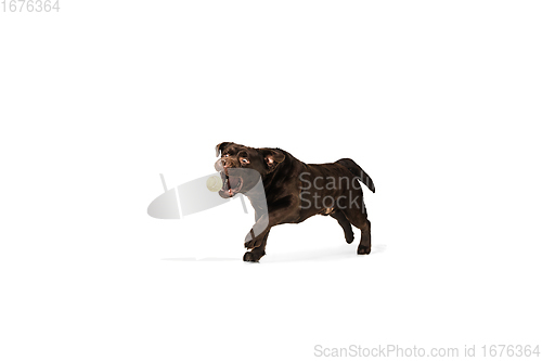 Image of The brown, chocolate labrador retriever playing on white studio background