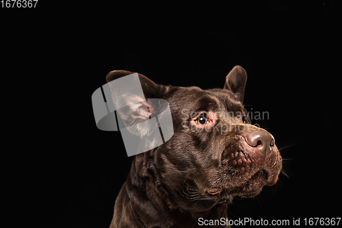 Image of The brown, chocolate labrador retriever playing on black studio background