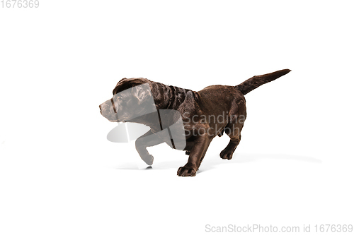 Image of The brown, chocolate labrador retriever playing on white studio background