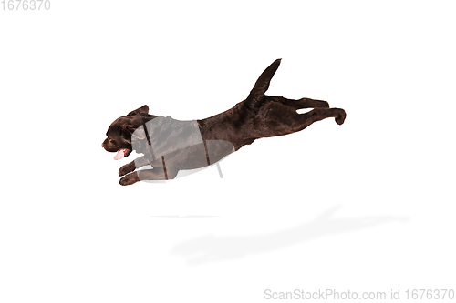 Image of The brown, chocolate labrador retriever playing on white studio background