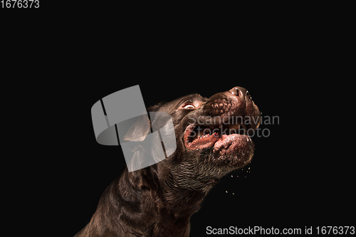 Image of The brown, chocolate labrador retriever playing on black studio background