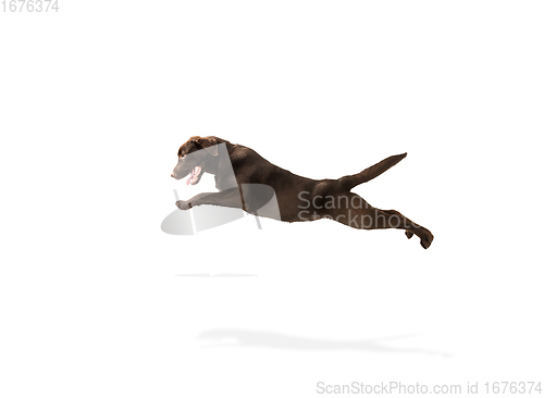 Image of The brown, chocolate labrador retriever playing on white studio background