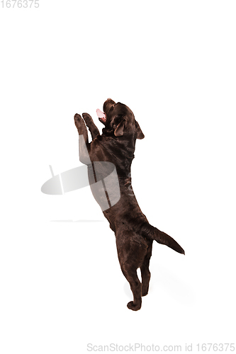 Image of The brown, chocolate labrador retriever playing on white studio background