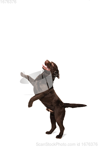 Image of The brown, chocolate labrador retriever playing on white studio background