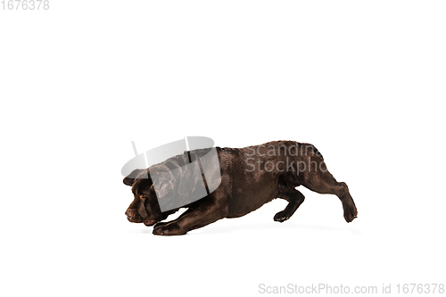 Image of The brown, chocolate labrador retriever playing on white studio background