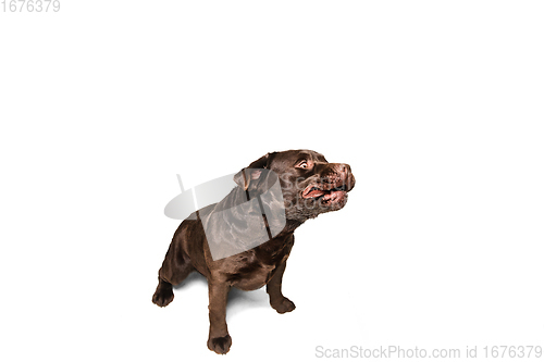 Image of The brown, chocolate labrador retriever playing on white studio background