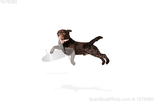 Image of The brown, chocolate labrador retriever playing on white studio background